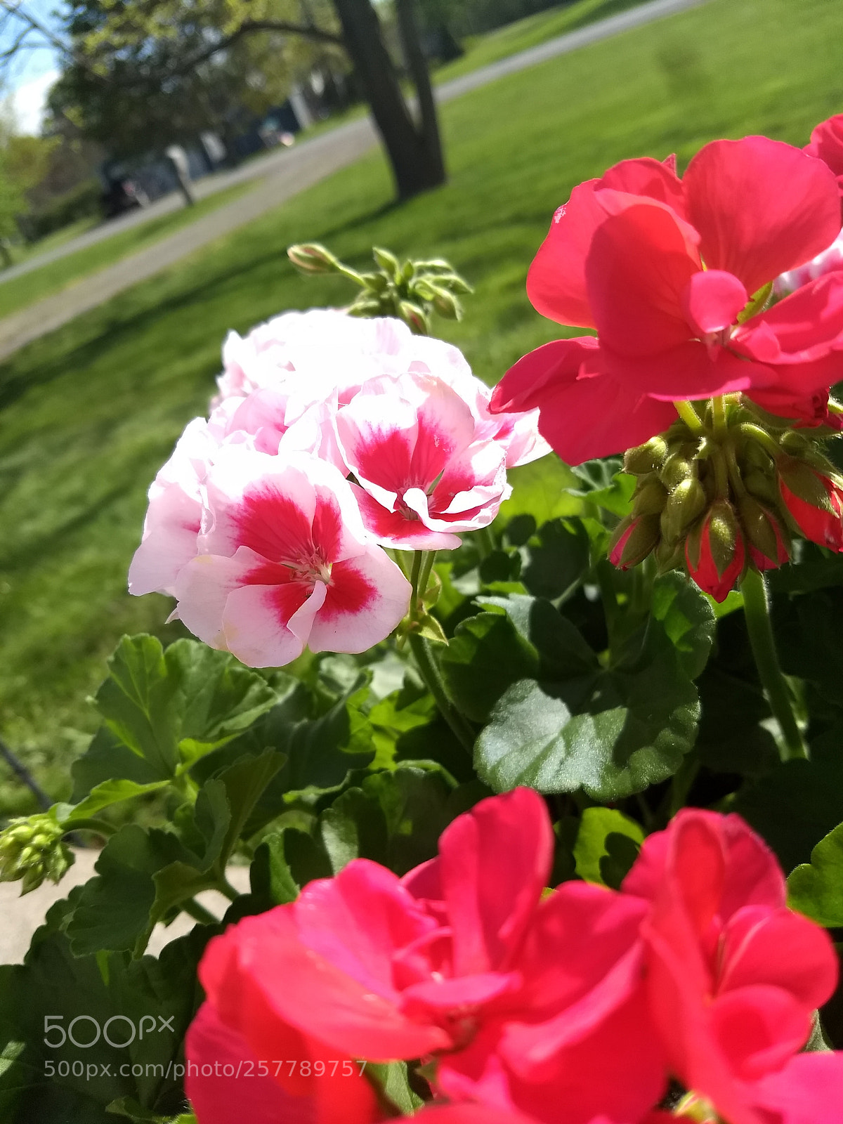 Motorola Moto G (5) Plus sample photo. Pink flowers photography