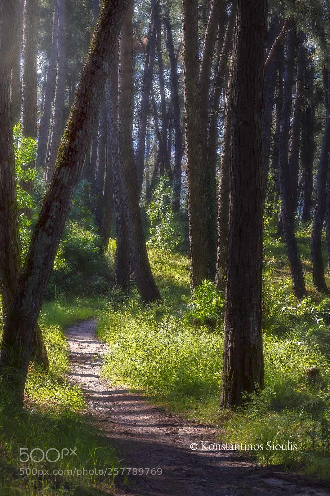 Nikon D3200 sample photo. Τhe path photography