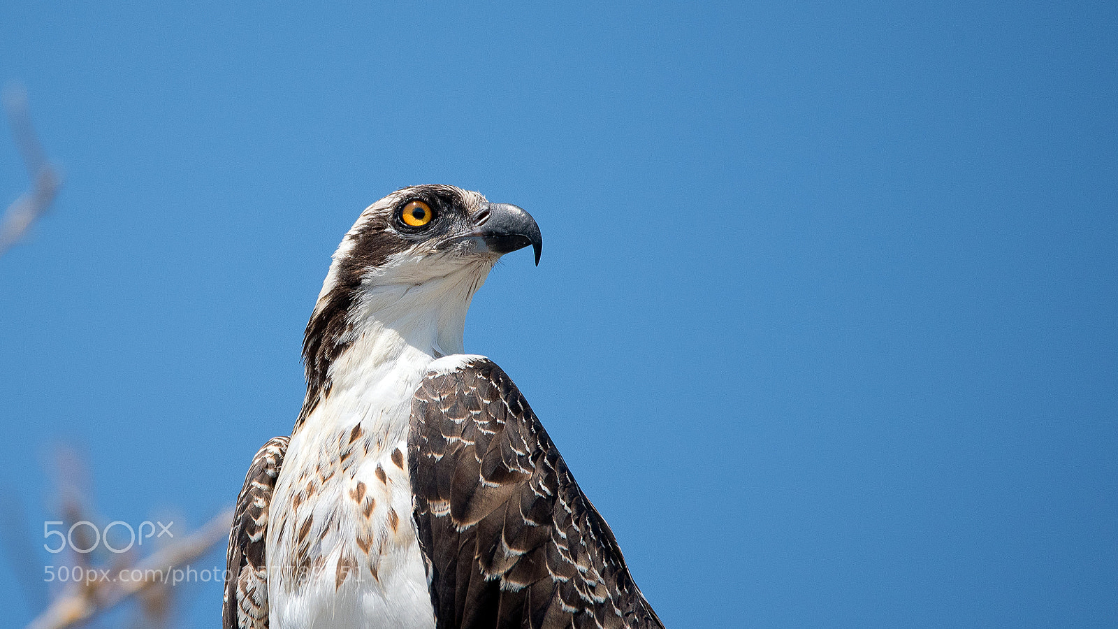 Nikon D750 sample photo. Osprey photography