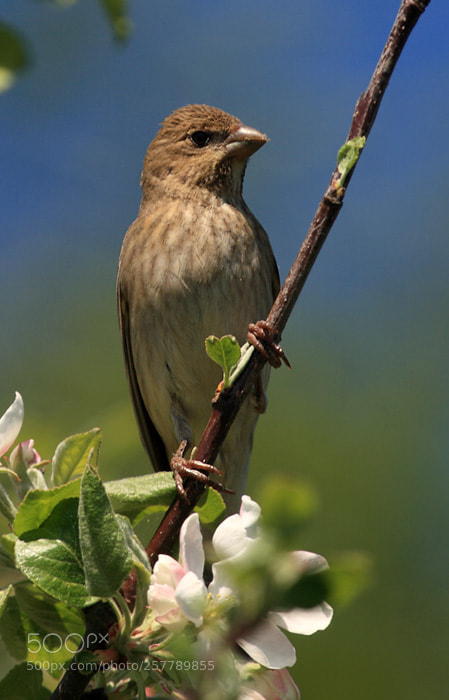 Canon EOS 400D (EOS Digital Rebel XTi / EOS Kiss Digital X) sample photo. Common rosefinch photography