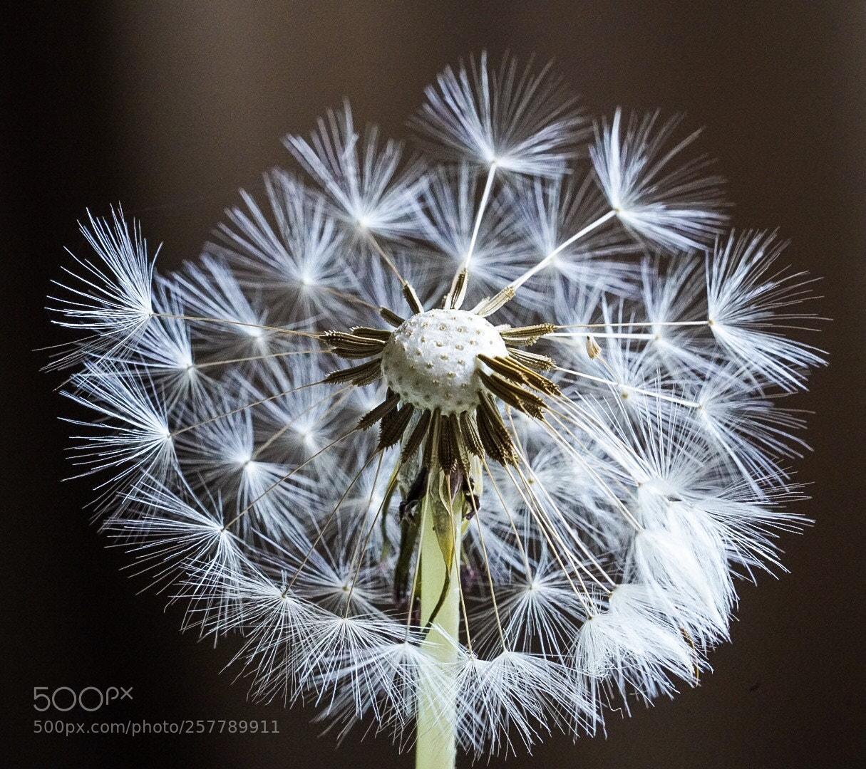 Sony a7R II sample photo. Poppy photography