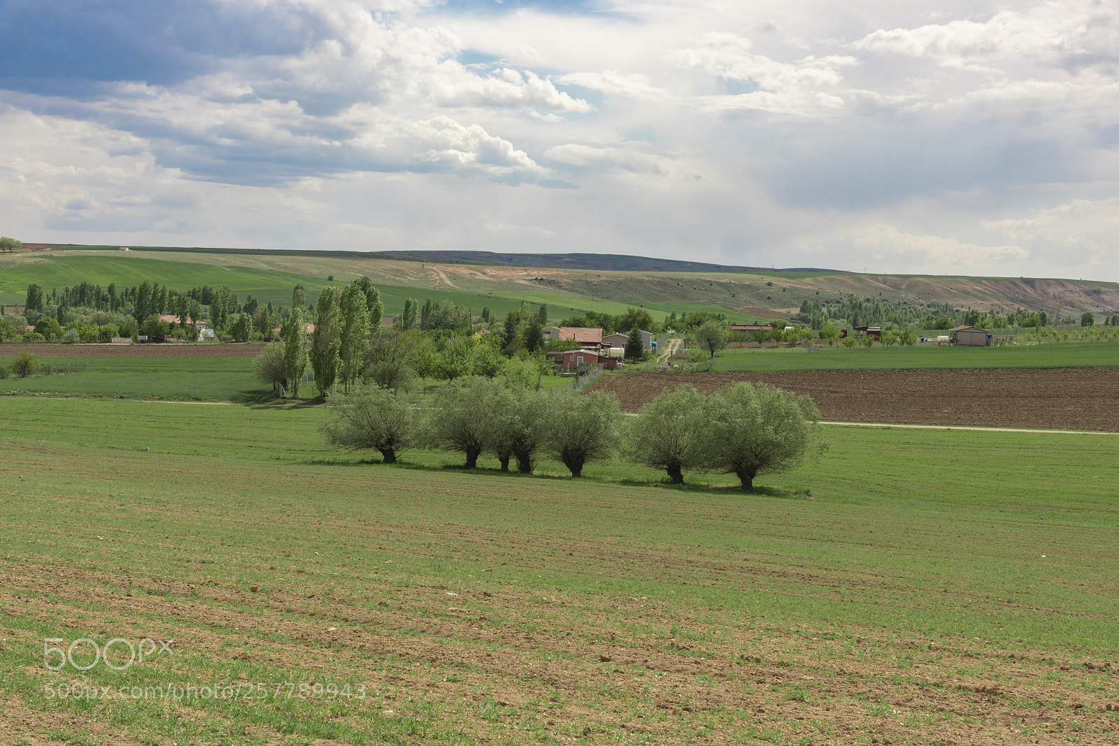 Nikon D810 sample photo. Trees into farm photography