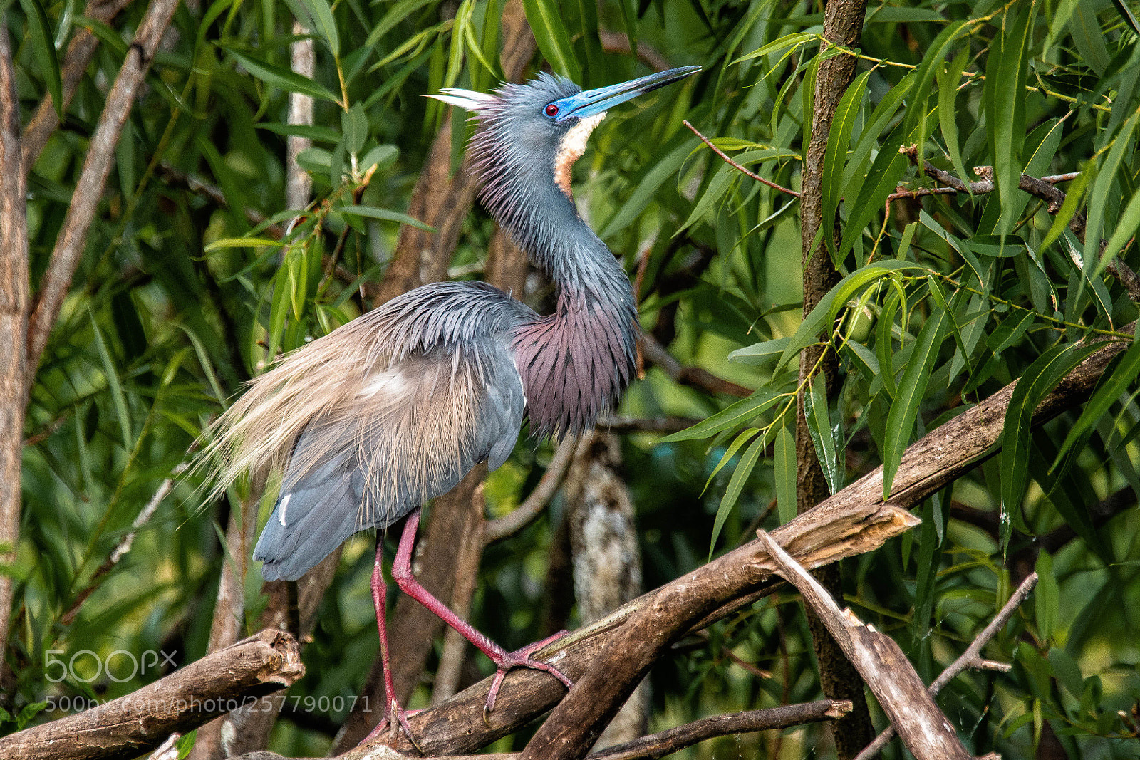 Nikon D500 sample photo. Pretty bird photography