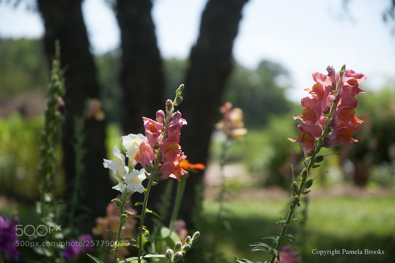 Nikon D90 sample photo. Mother earth photography