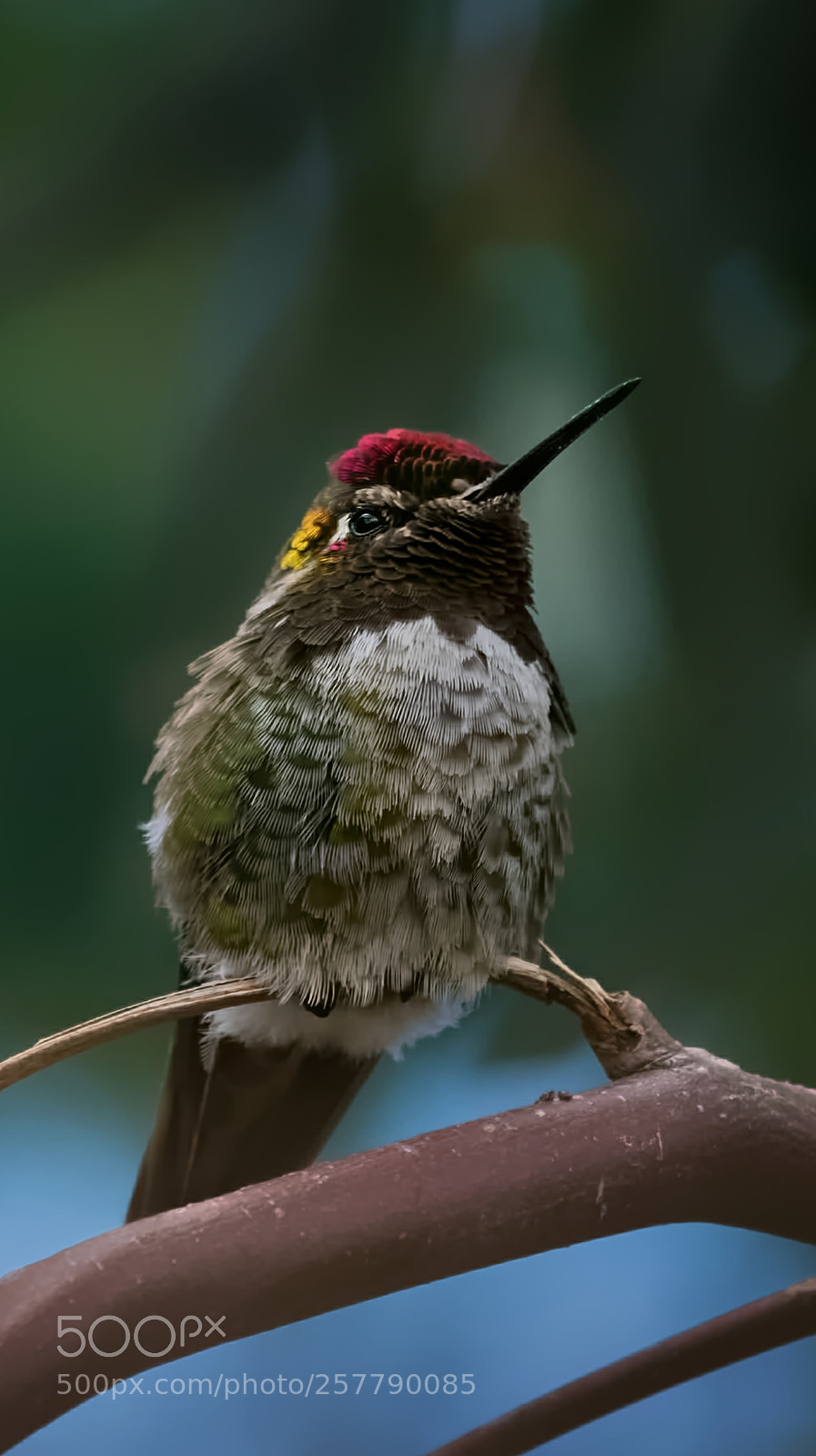 Pentax K-50 sample photo. Broken perch photography