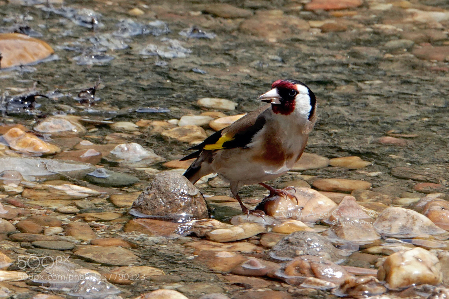 Sony Cyber-shot DSC-RX10 IV sample photo. European goldfinch carduelis carduelis photography