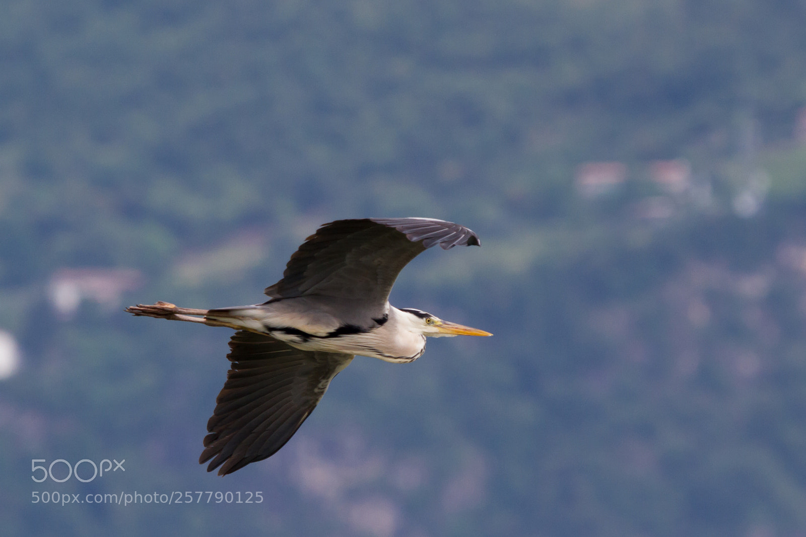 Canon EOS 7D sample photo. Cenerino in volo photography