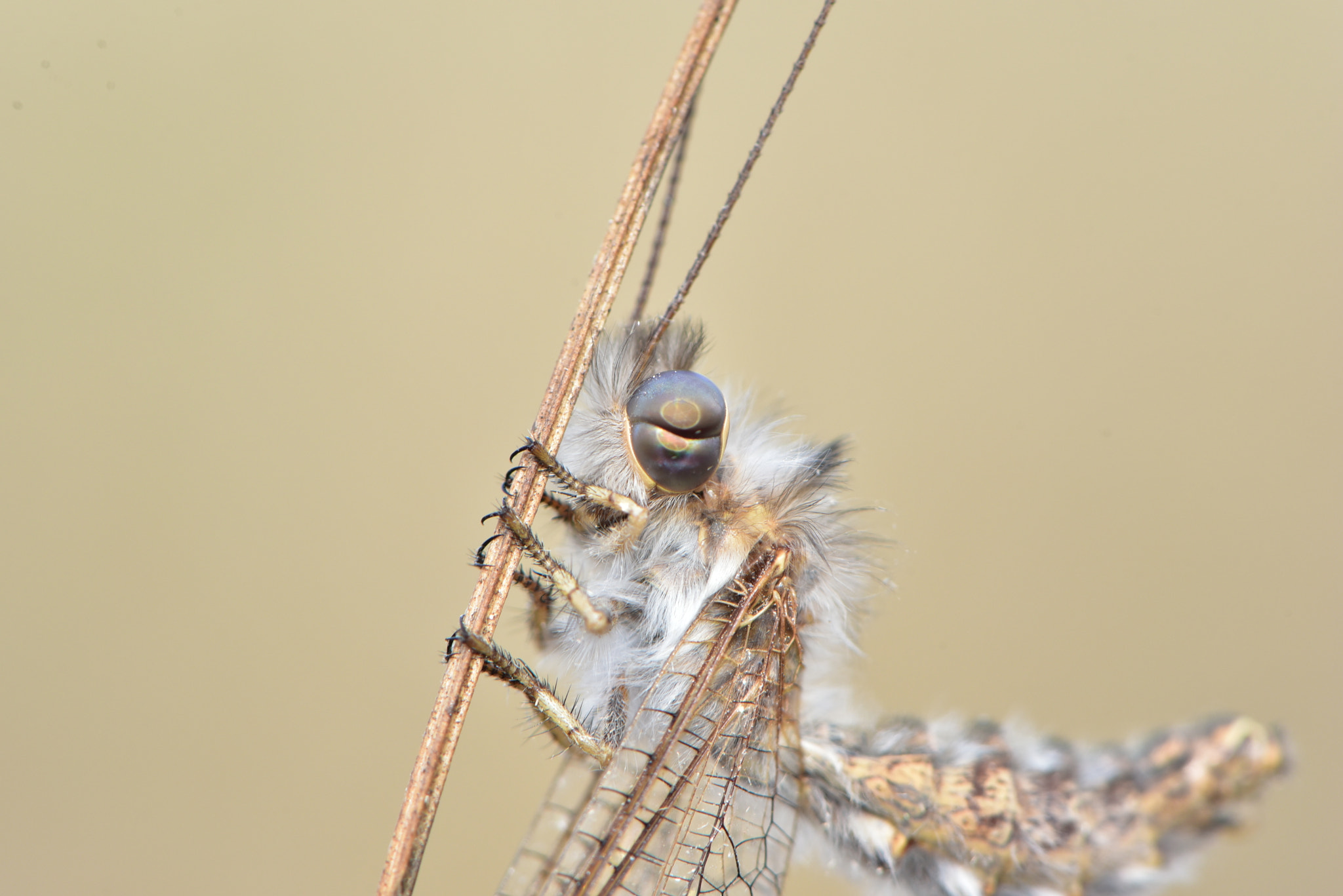 Nikon AF-S Micro-Nikkor 105mm F2.8G IF-ED VR sample photo. макро 2 photography