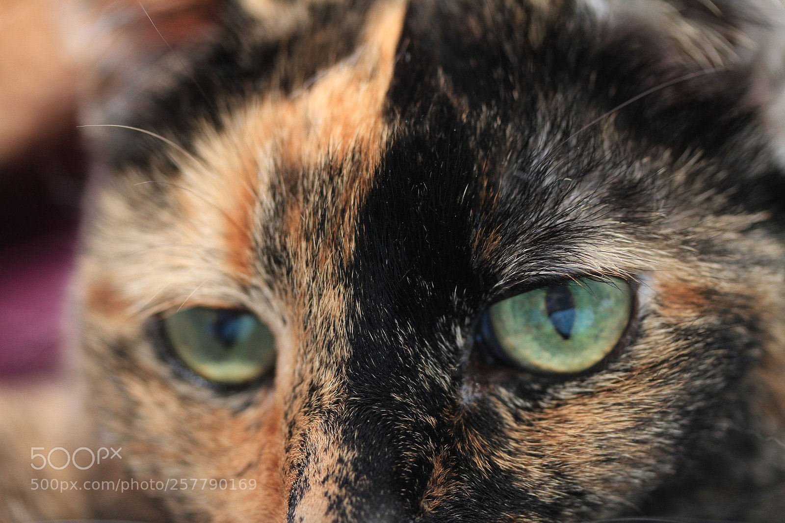Canon EOS 7D sample photo. Two-faced model photography