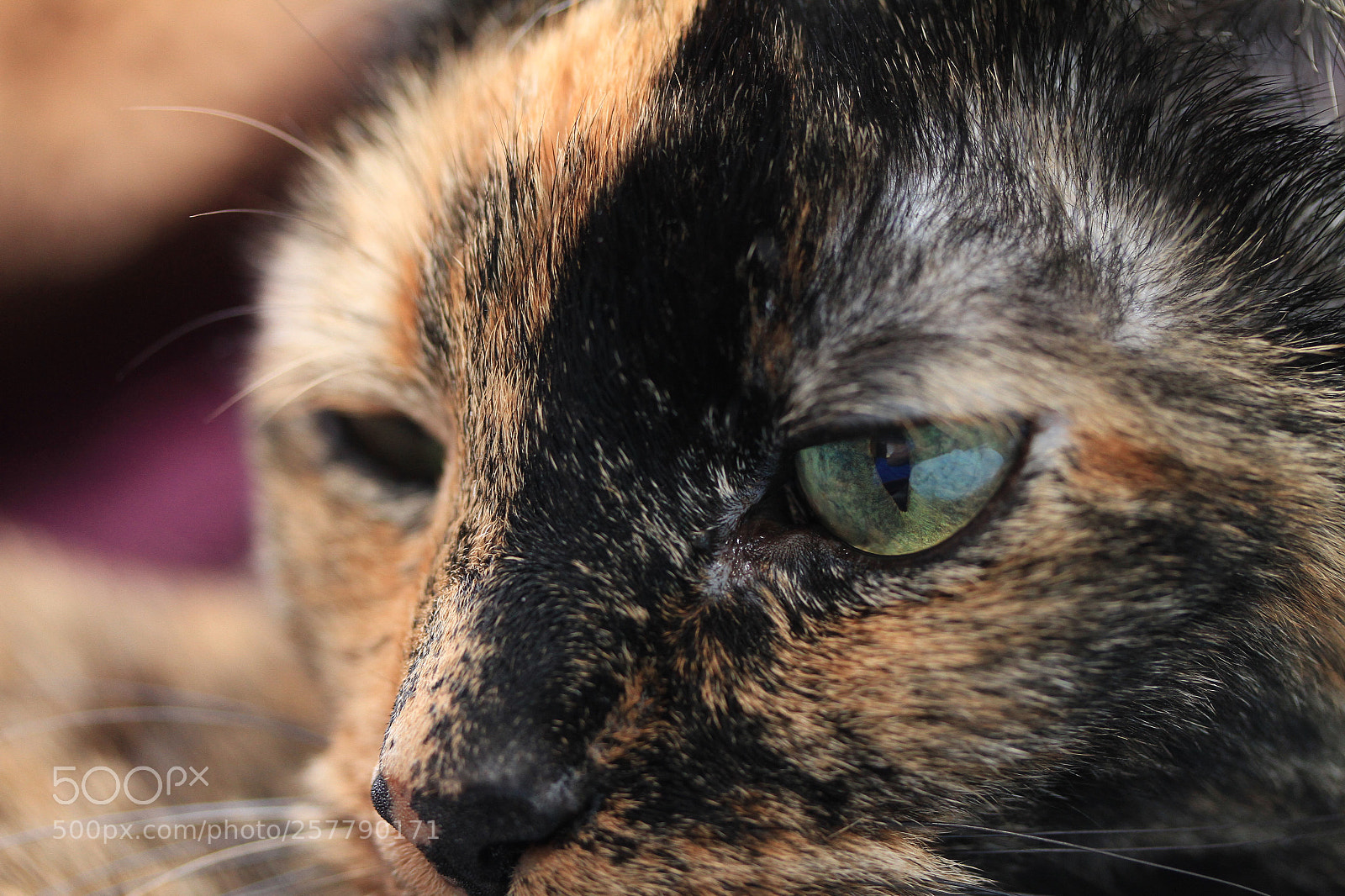 Canon EOS 7D sample photo. Two-faced model photography