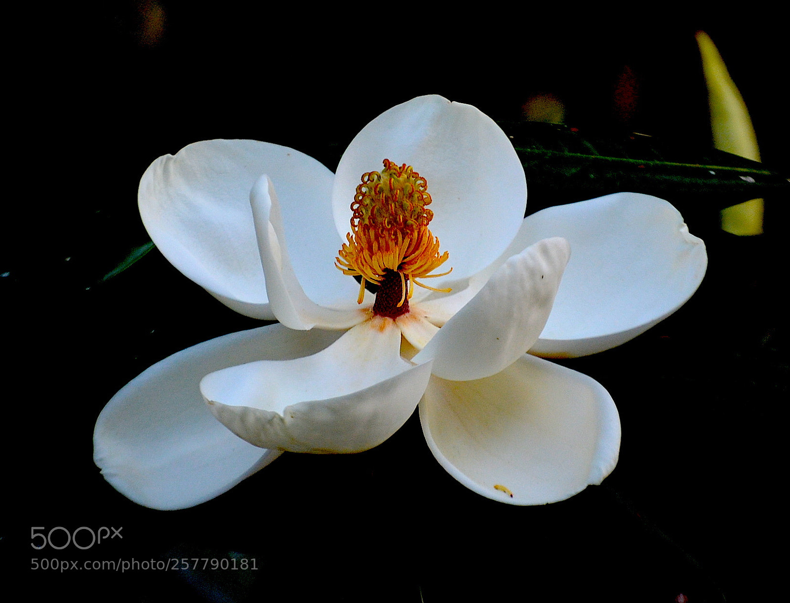 Nikon D5100 sample photo. Flower of the southern photography