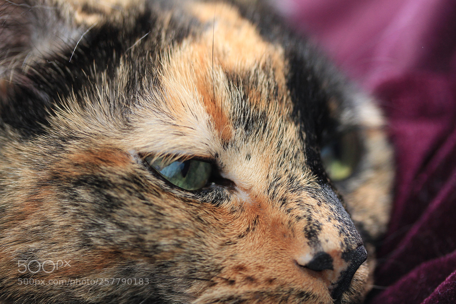 Canon EOS 7D sample photo. Two-faced model photography