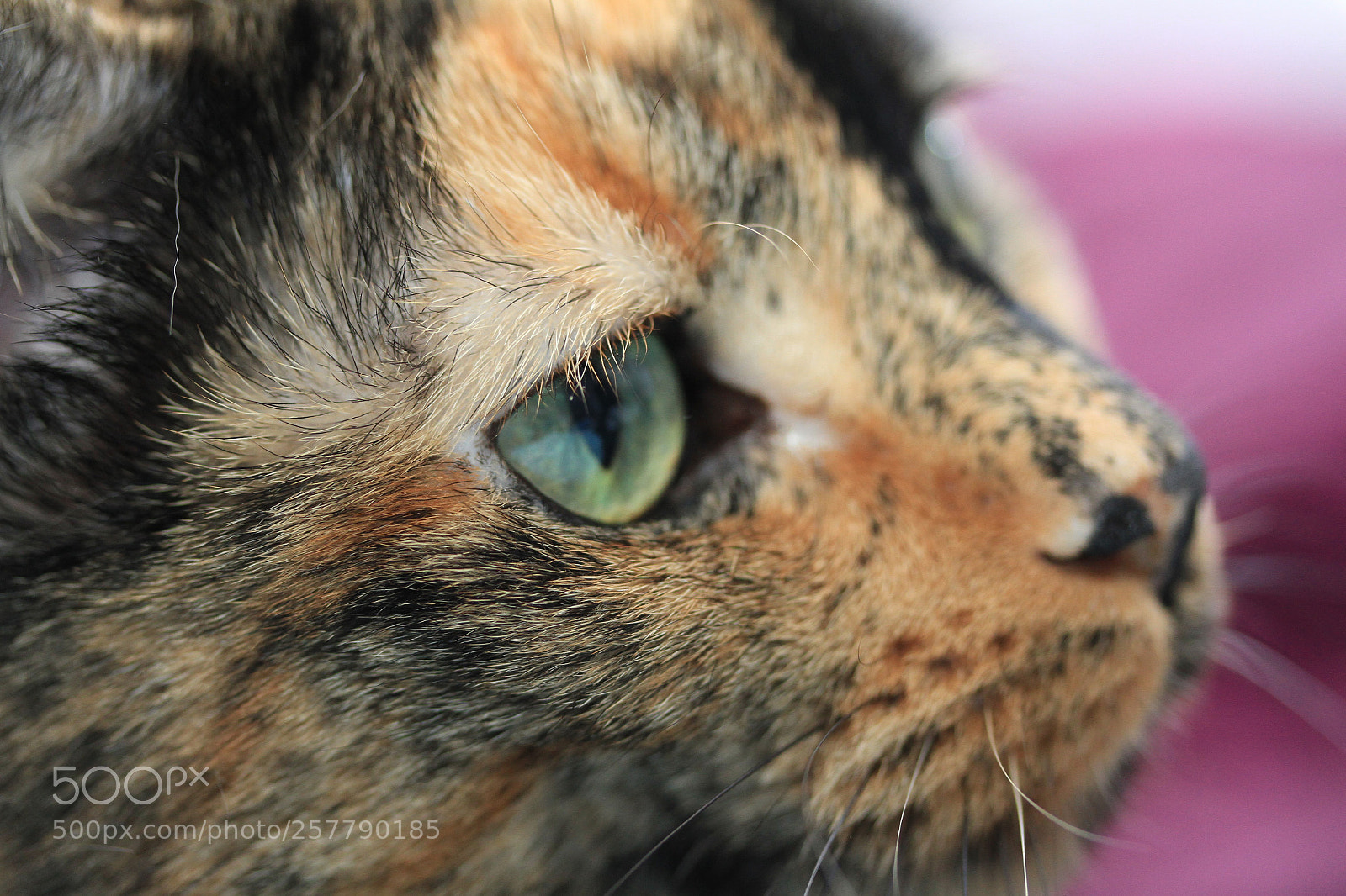 Canon EOS 7D sample photo. Two-faced model photography