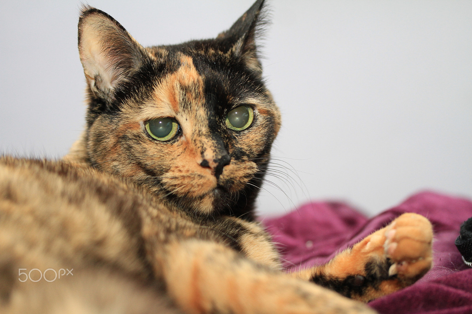 Canon EF-S 60mm F2.8 Macro USM sample photo. Two-faced model photography