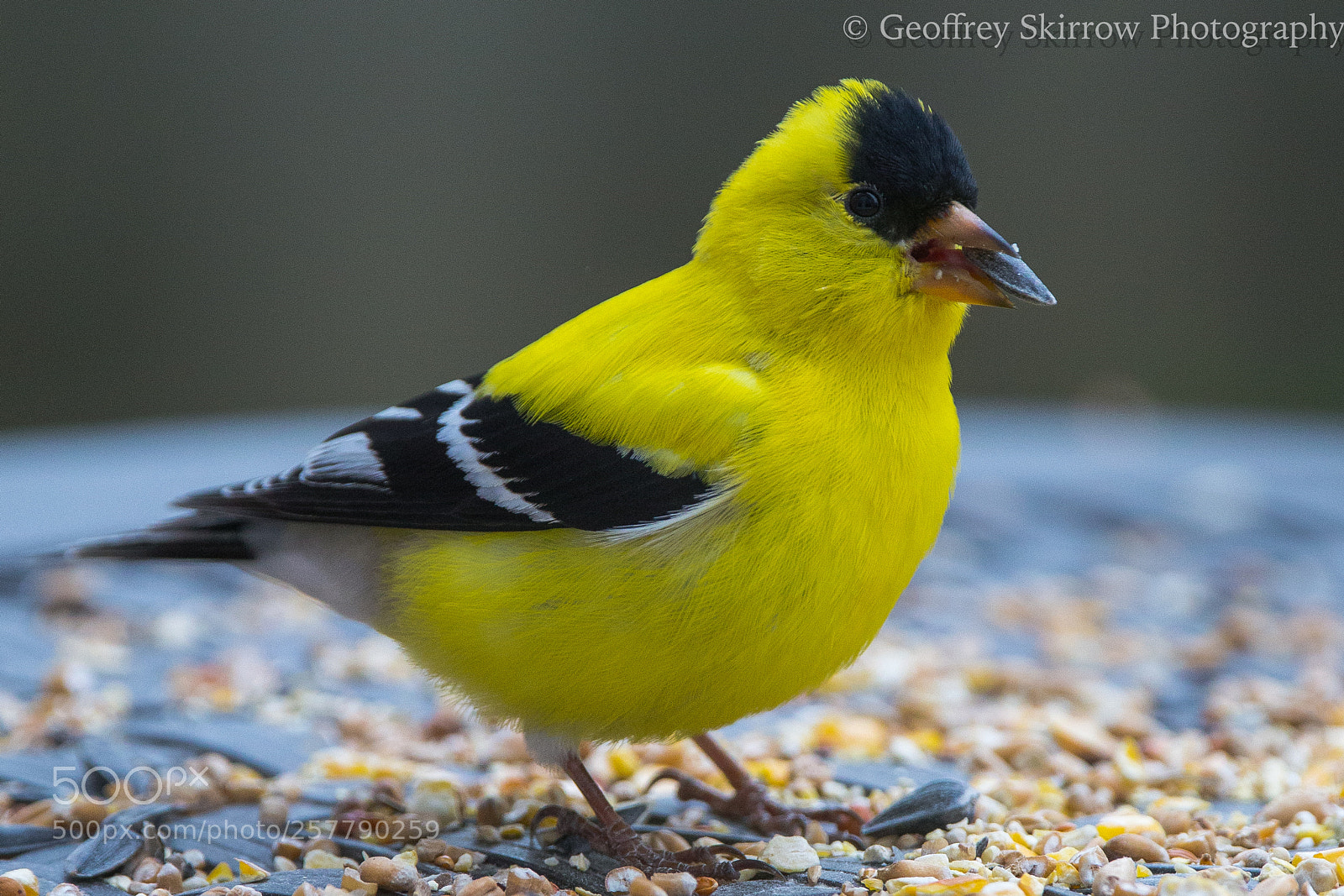 Canon EOS 6D sample photo. Gold finch feeding photography