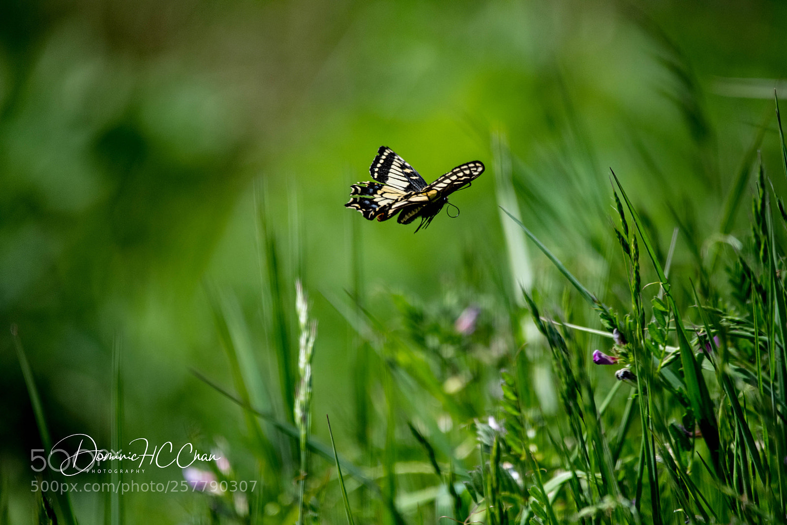 Nikon D750 sample photo. Butterfly photography