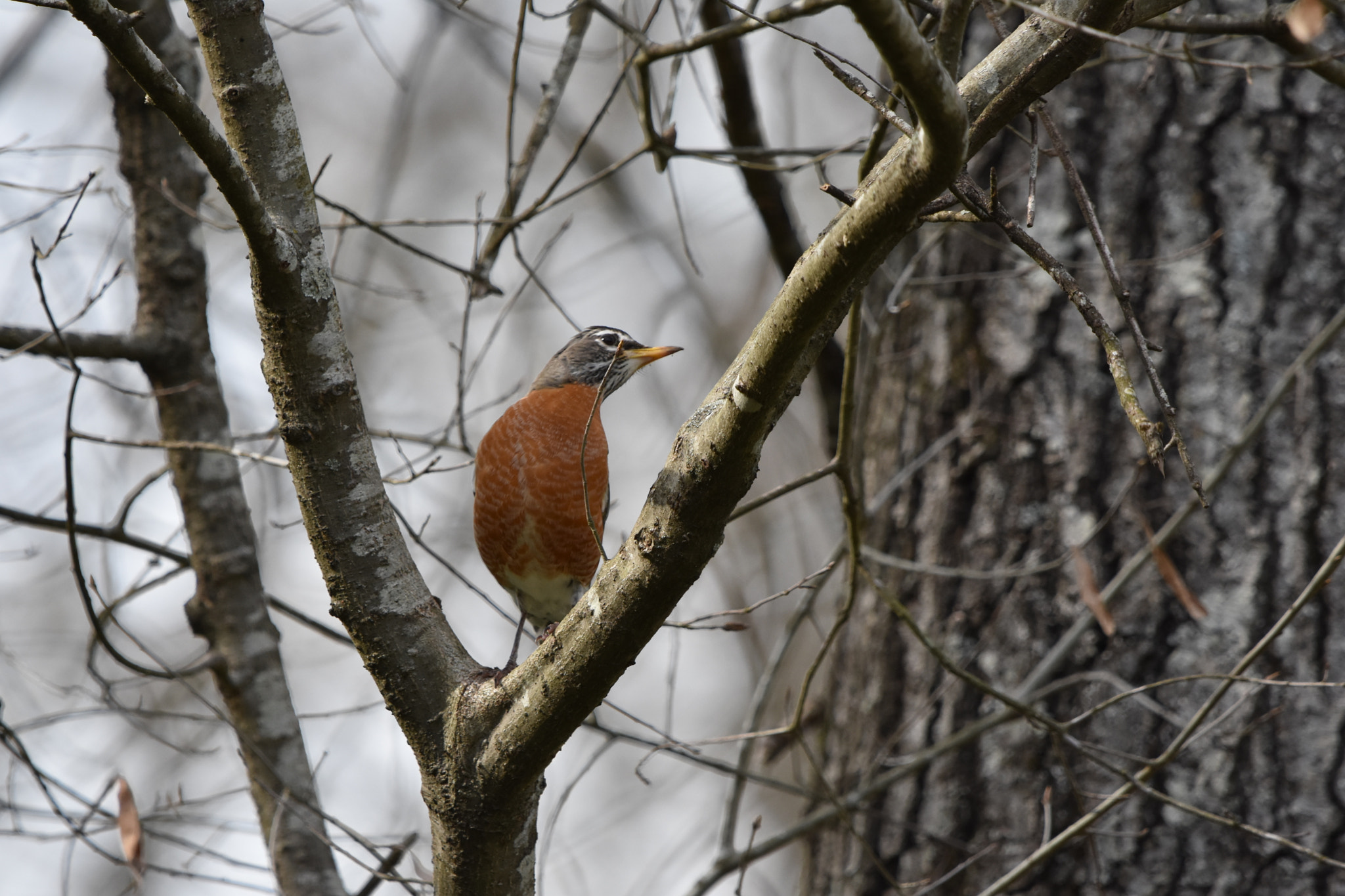 Nikon D7200 + Sigma 150-600mm F5-6.3 DG OS HSM | C sample photo. American robin photography