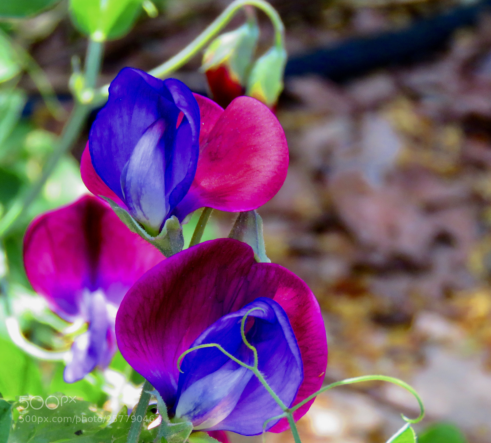 Canon PowerShot SX60 HS sample photo. Sweet peas photography