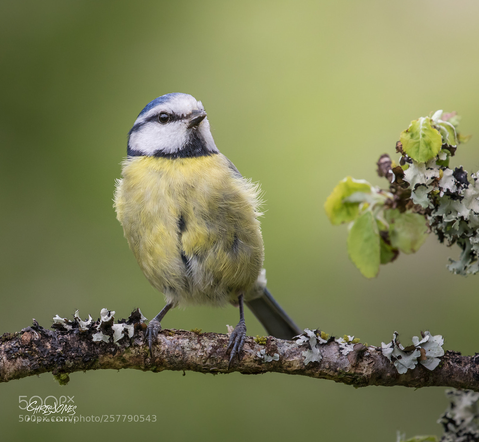 Canon EOS 7D Mark II sample photo. Blue tit photography