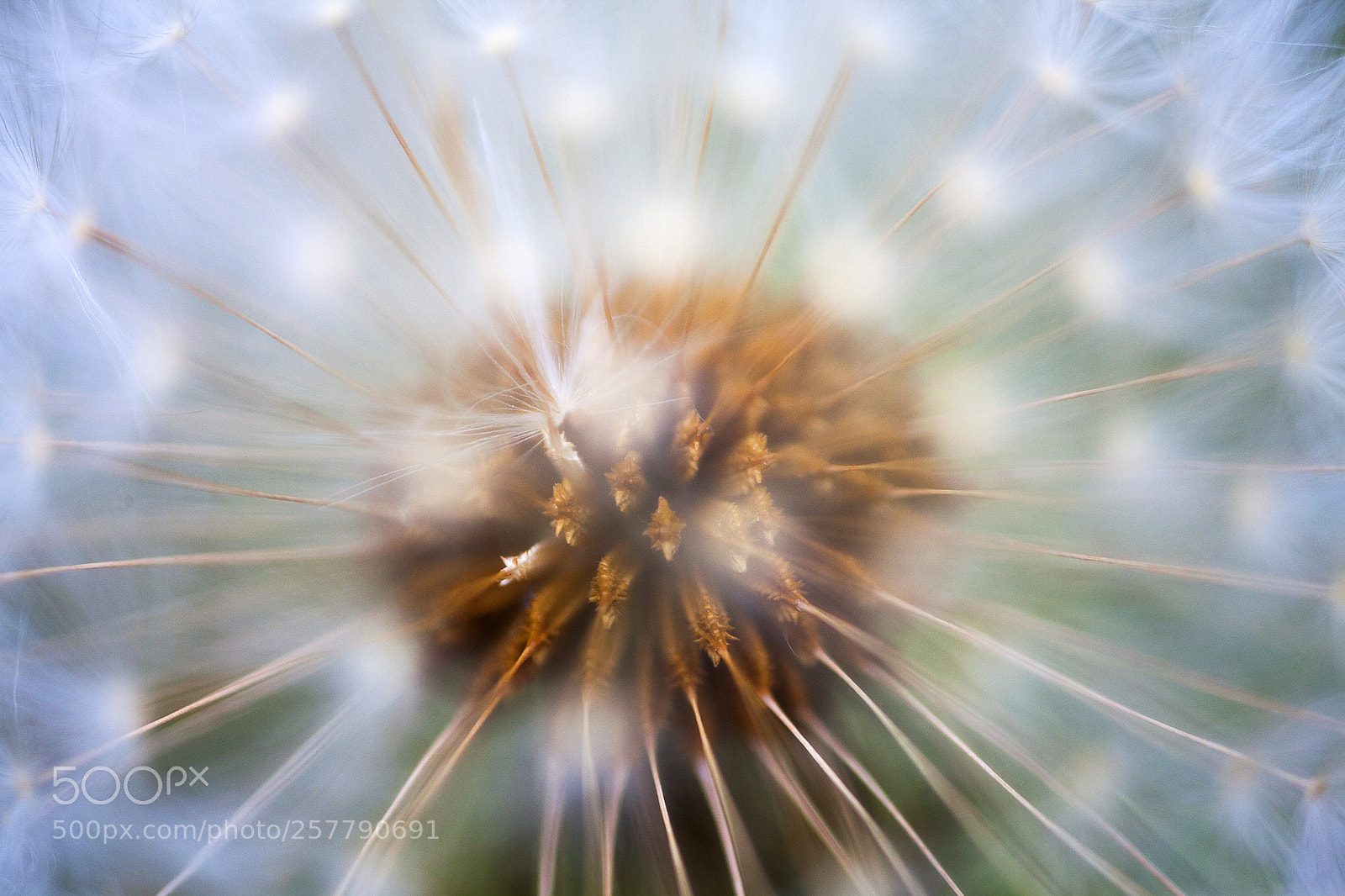 Canon EOS 5D Mark II sample photo. Dendelion photography