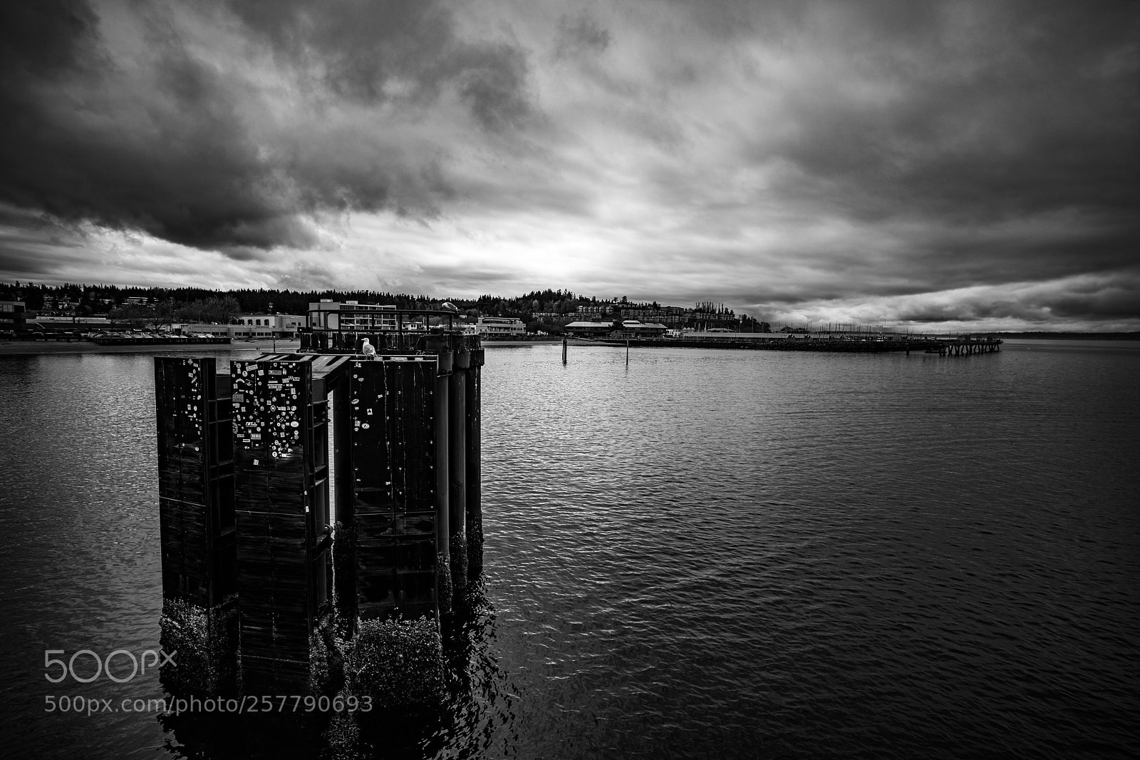 Canon EOS 5D Mark IV sample photo. Port angeles drive photography