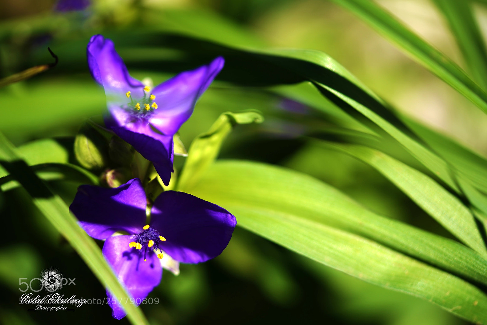 Sony a7R III sample photo. Springtime photography