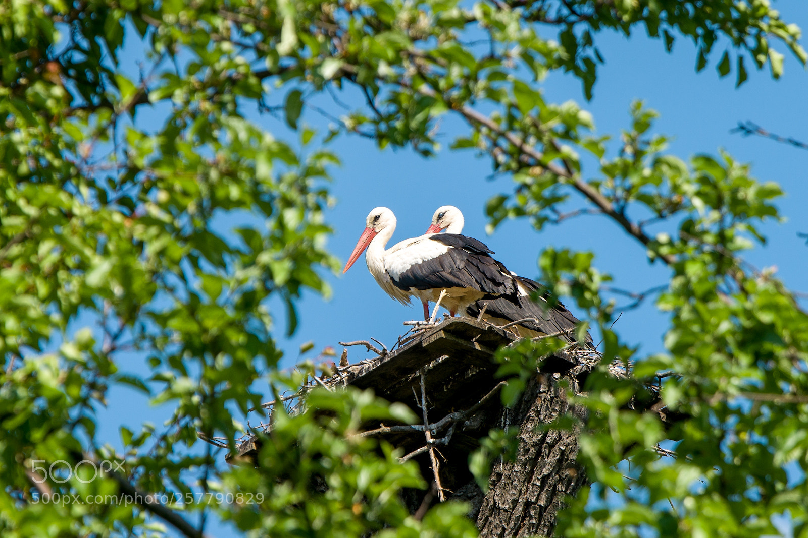 Sony a7 III sample photo. Stork on the roof photography