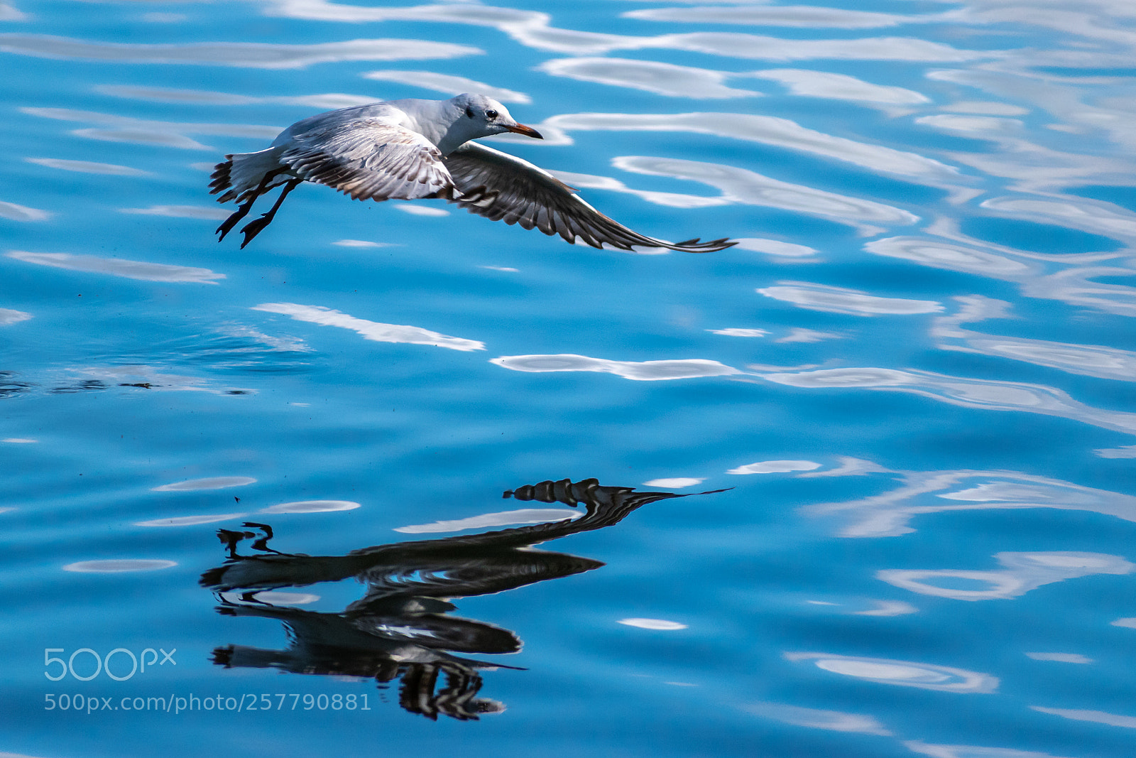 Nikon D5600 sample photo. Reflection photography