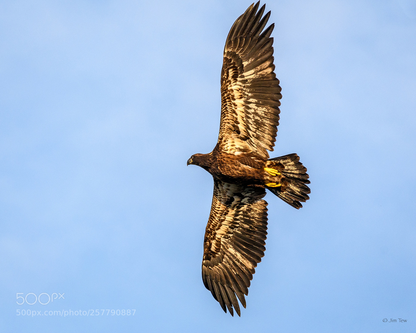 Nikon D7500 sample photo. Juvenile bald eagle photography