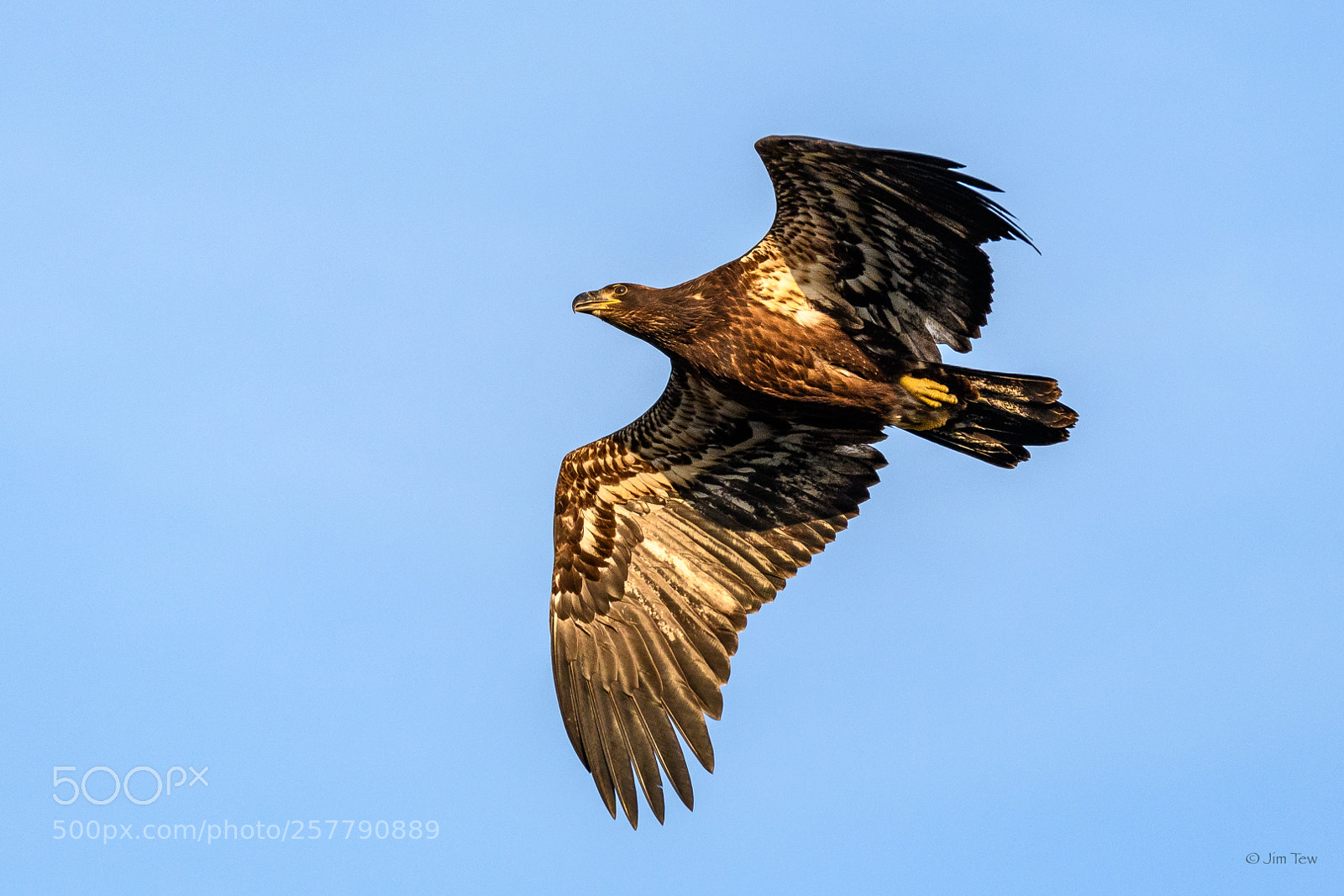 Nikon D7500 sample photo. Juvenile bald eagle photography