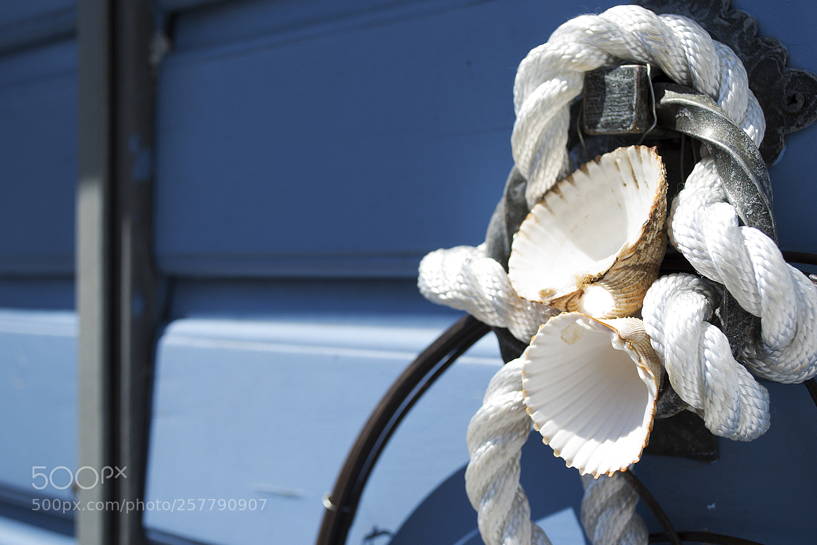 Nikon D3100 sample photo. Seashells photography