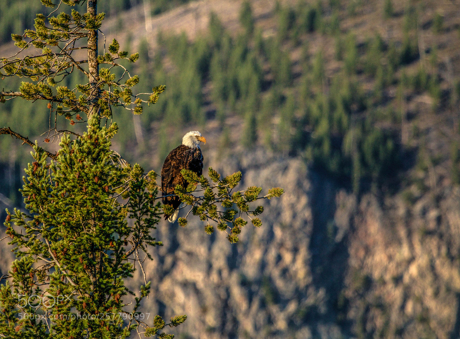 Canon EOS 70D sample photo. Bald eagle in yellowstone photography