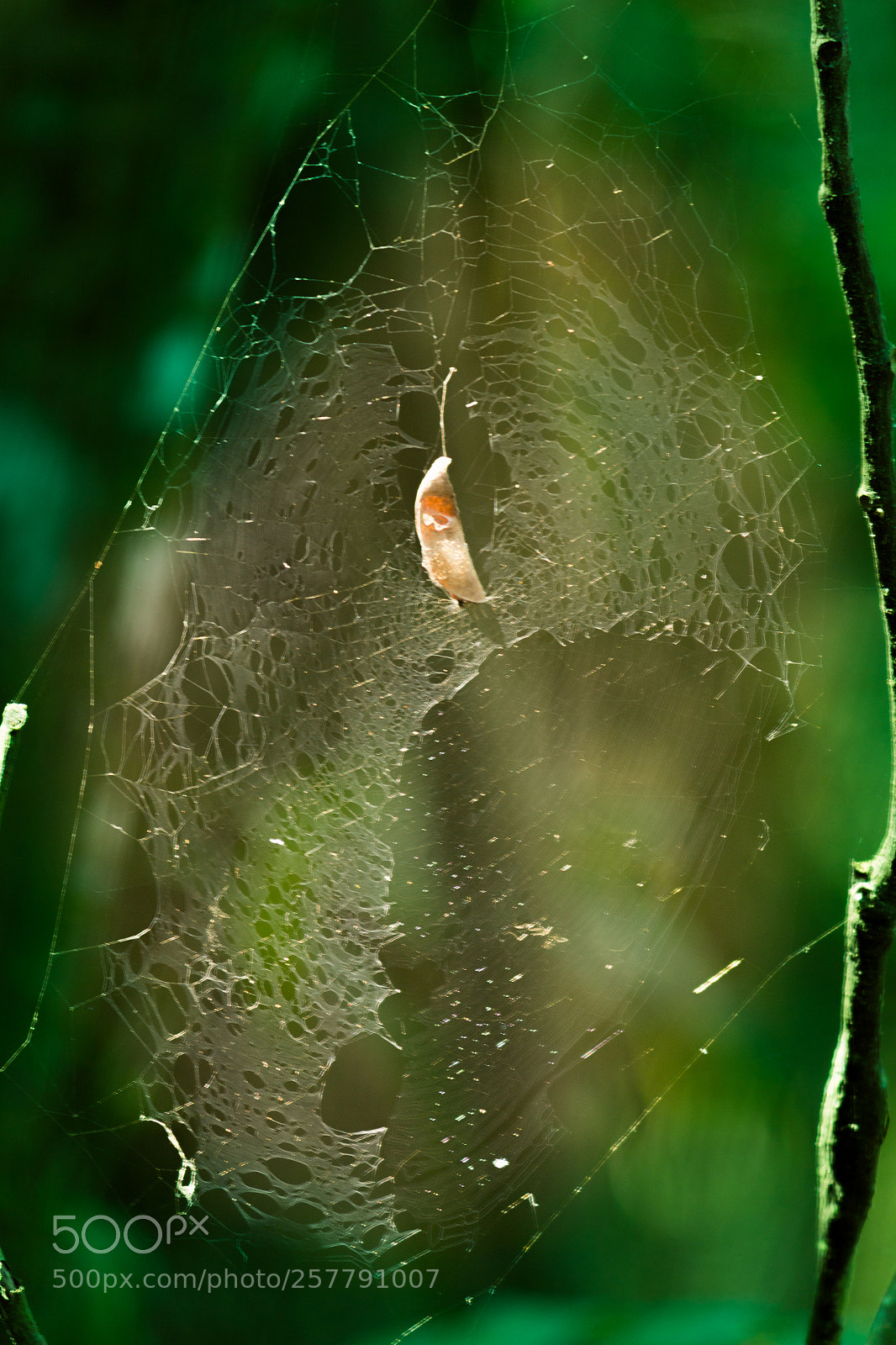 Canon EOS 700D (EOS Rebel T5i / EOS Kiss X7i) sample photo. Spider net photography