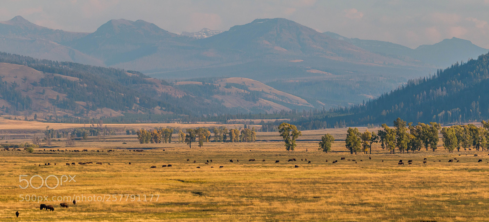 Canon EOS 70D sample photo. American serengeti photography