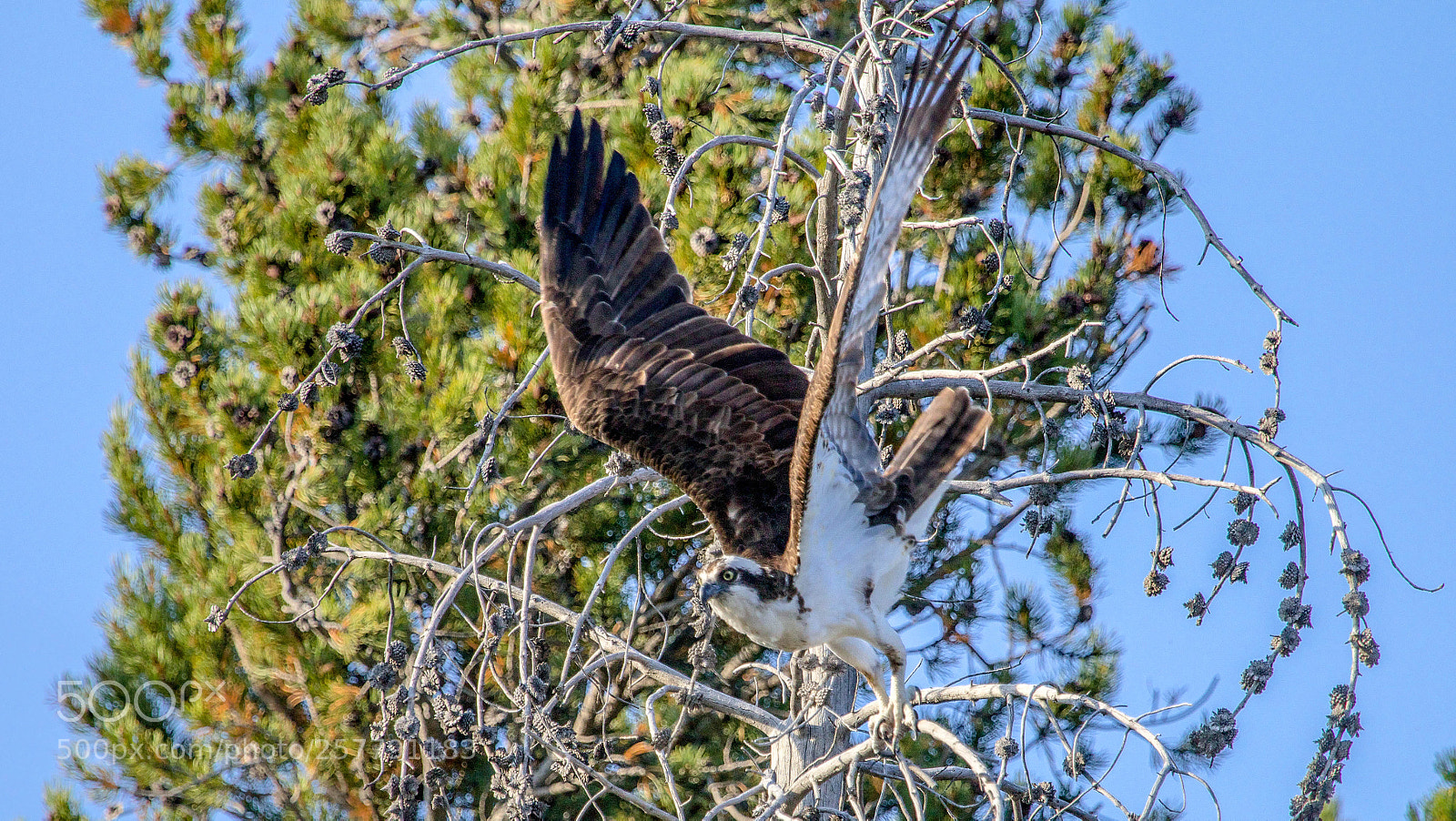 Canon EOS 70D sample photo. Osprey takes flight photography