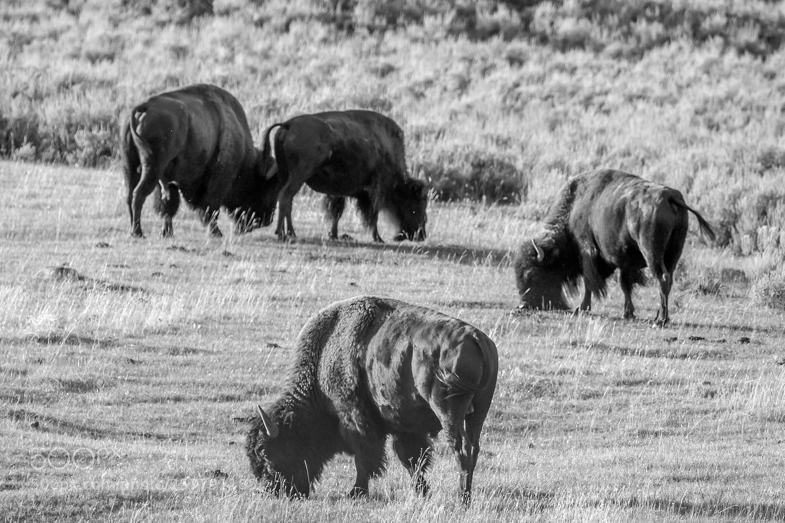 Canon EOS 70D sample photo. Bison in black and photography