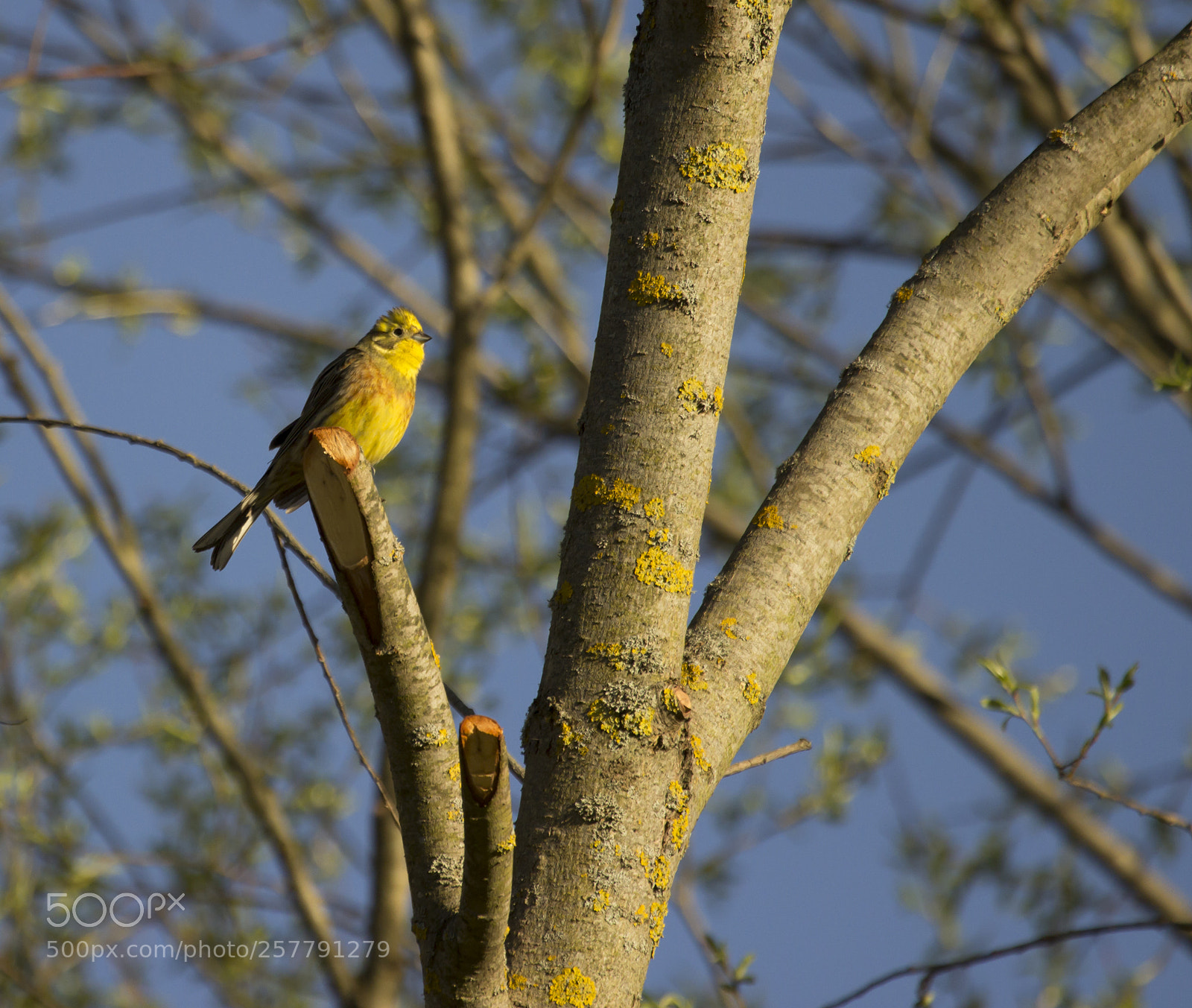Canon EOS 600D (Rebel EOS T3i / EOS Kiss X5) sample photo. Bird yellowhammer calmy sitting photography