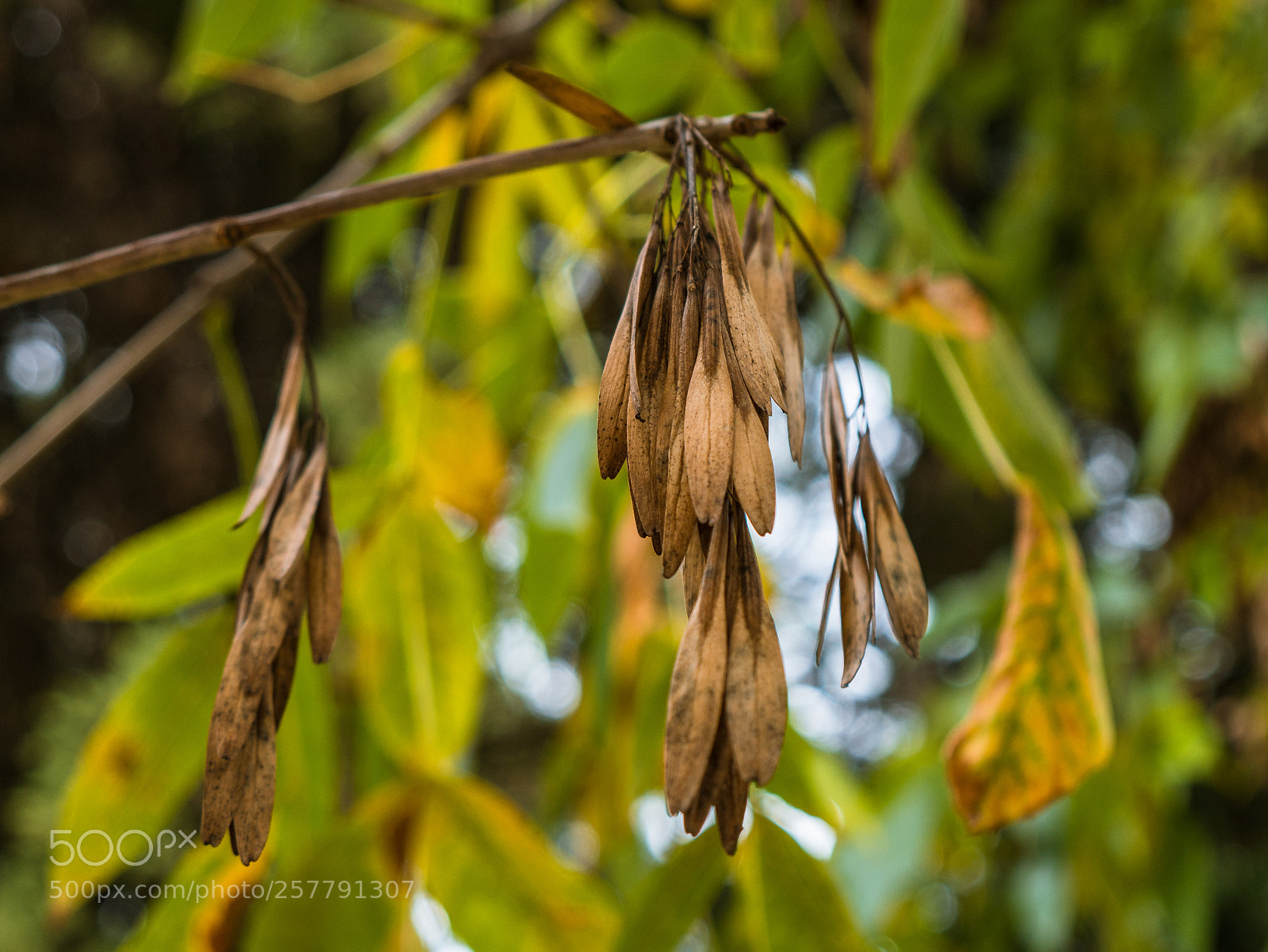 Panasonic Lumix DMC-G7 sample photo. Autumn photography