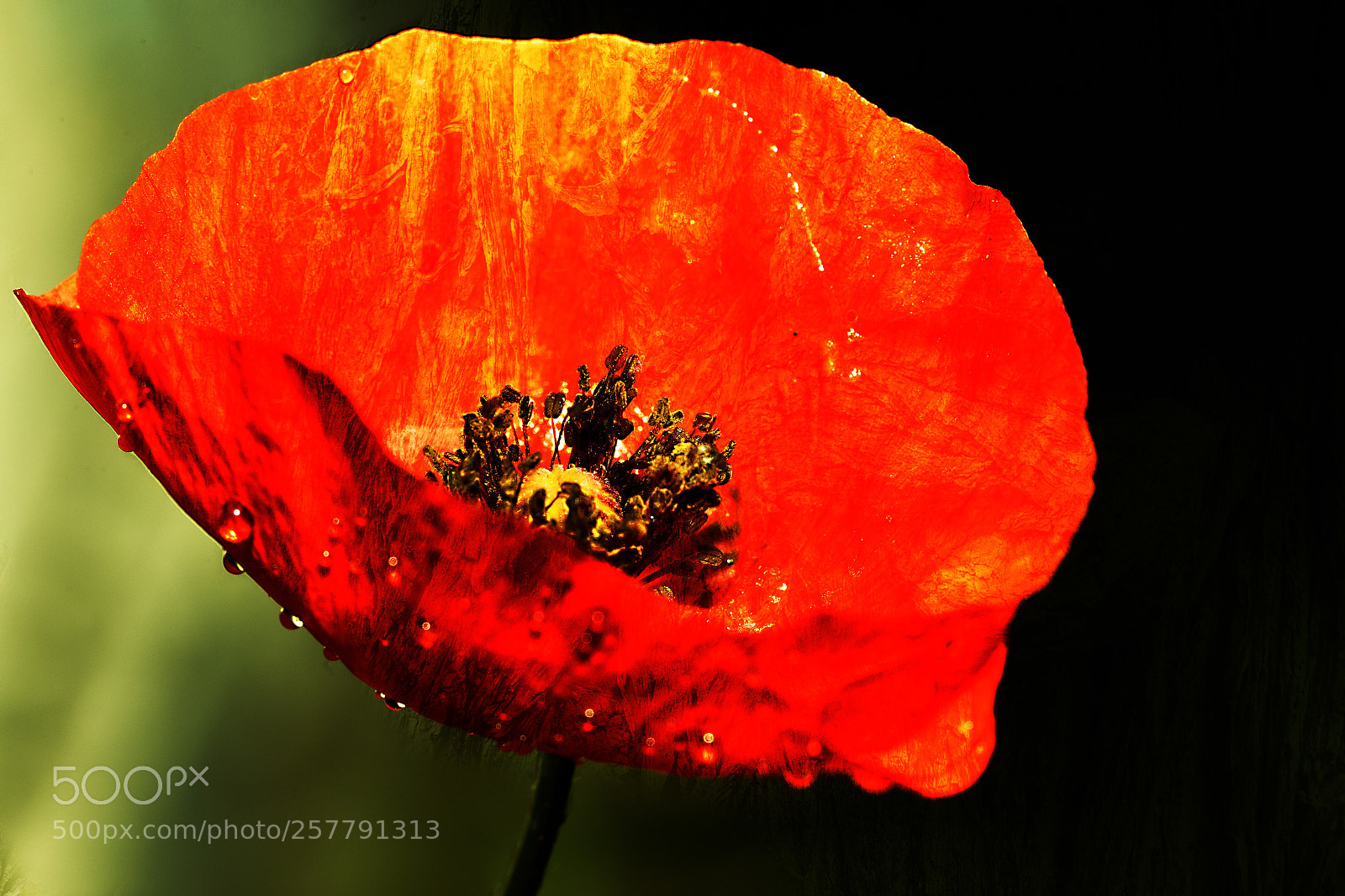 Canon EOS 6D sample photo. Red poppy  photography
