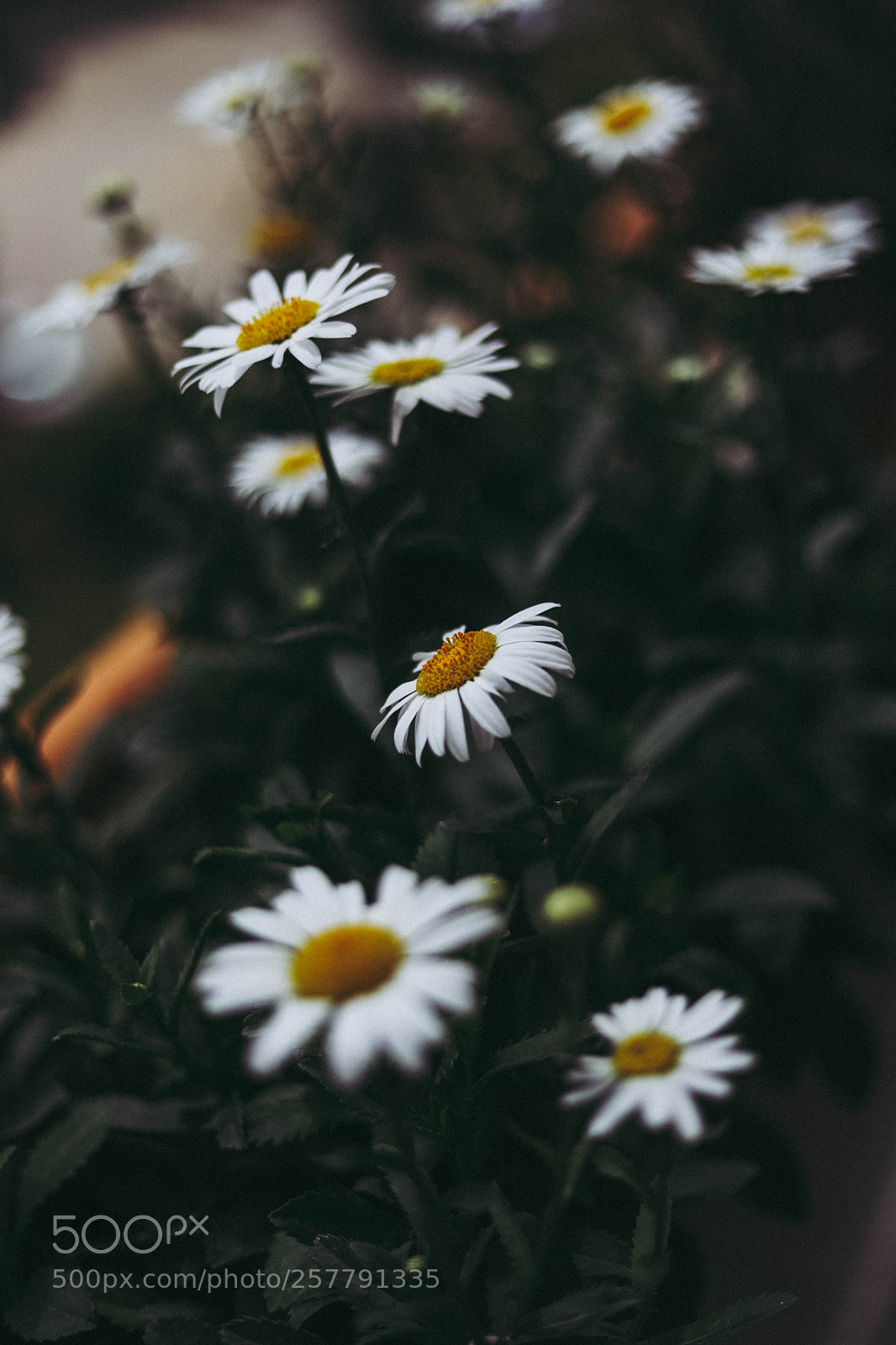 Canon EOS 6D Mark II sample photo. Tired daisies photography