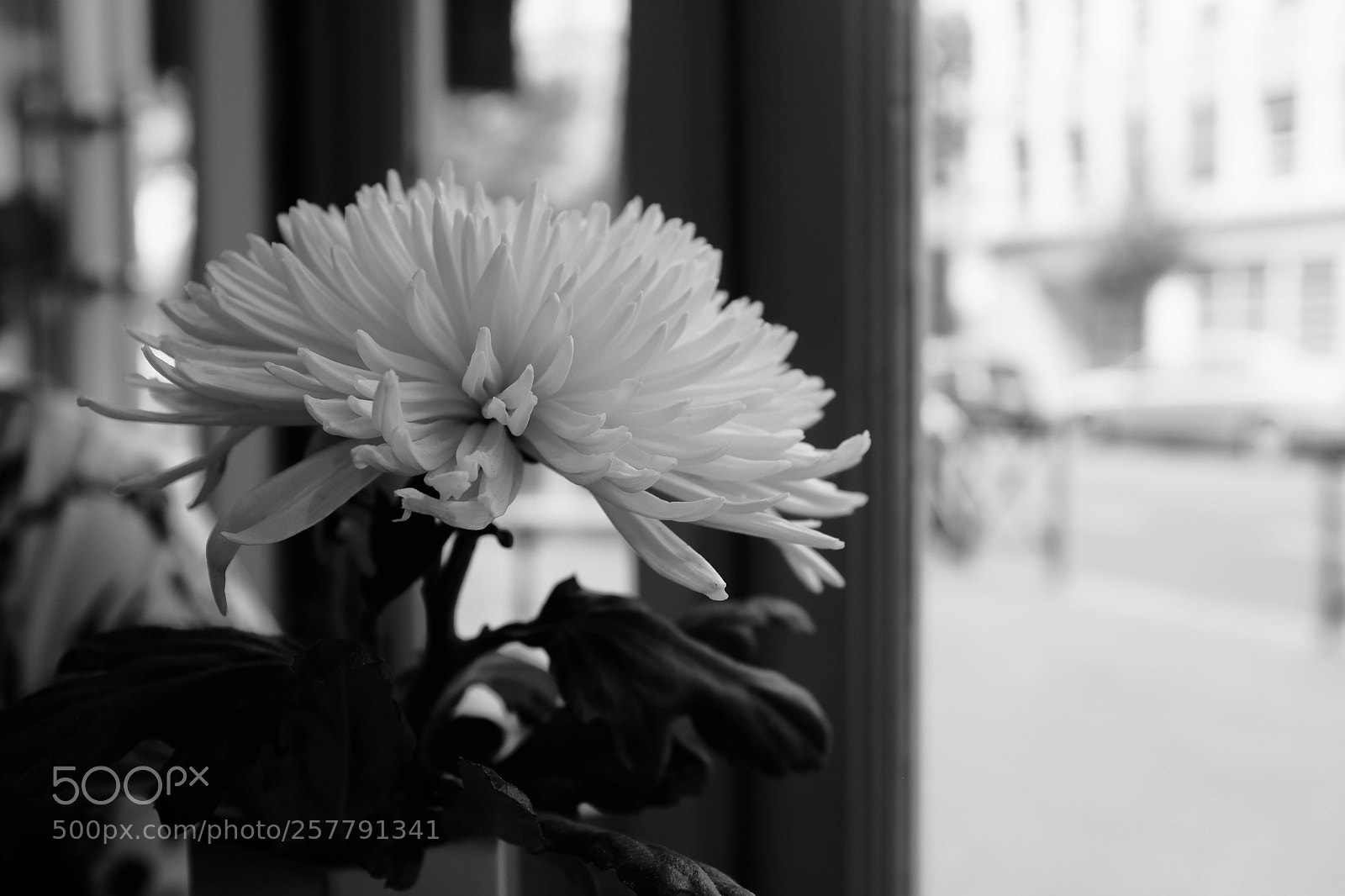 Fujifilm X100S sample photo. Flower photography
