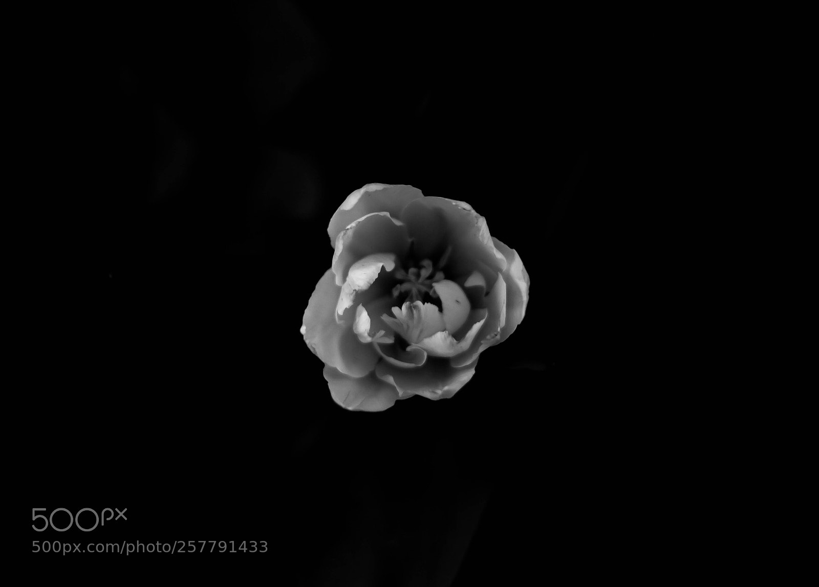 Nikon D3200 sample photo. Flower photography