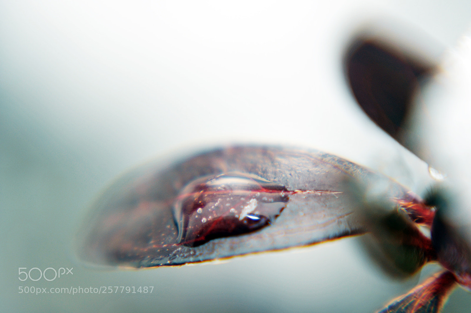 Nikon D300 sample photo. Leaf drop photography