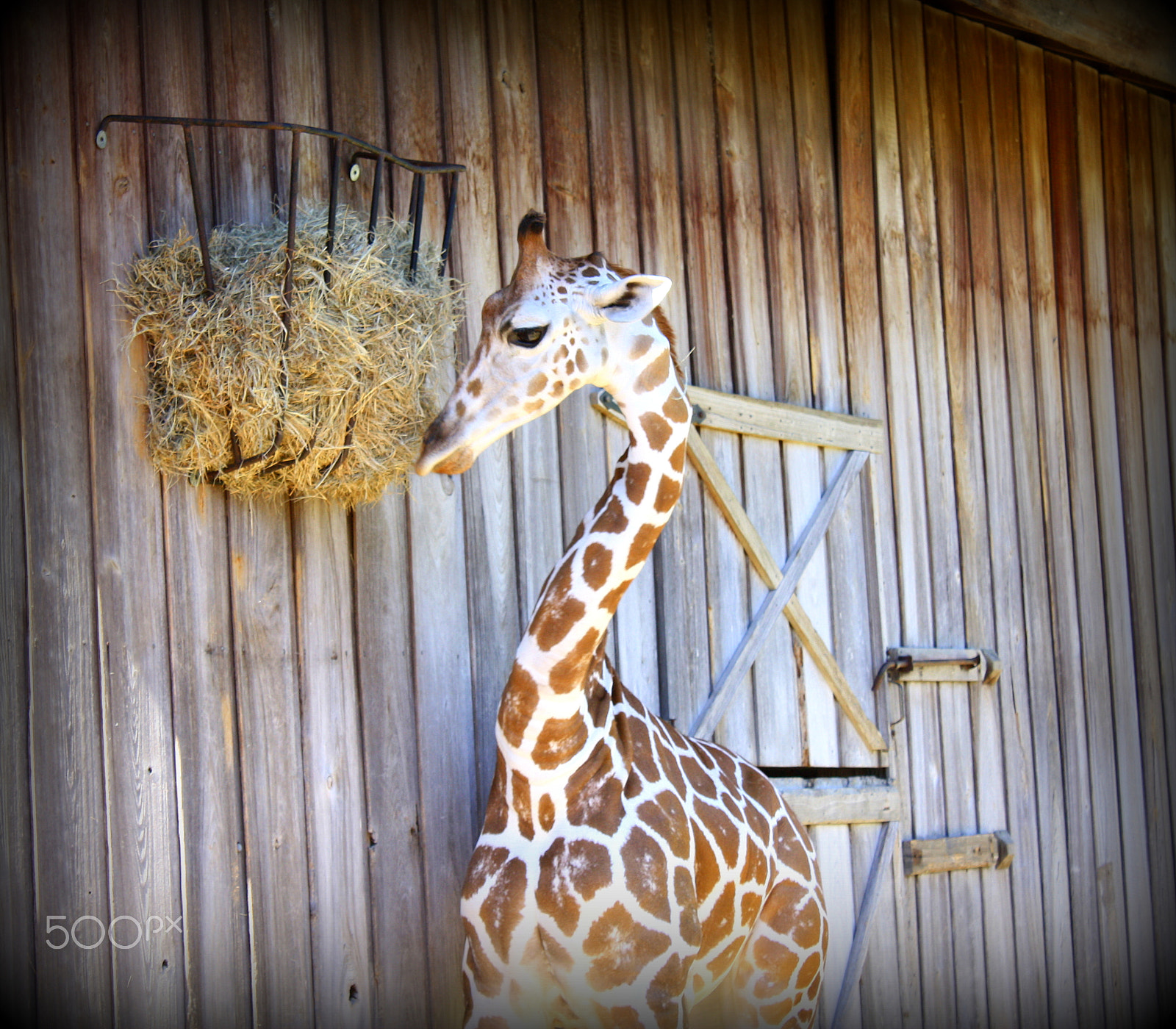 Canon EOS 450D (EOS Rebel XSi / EOS Kiss X2) sample photo. Beautiful creature photography