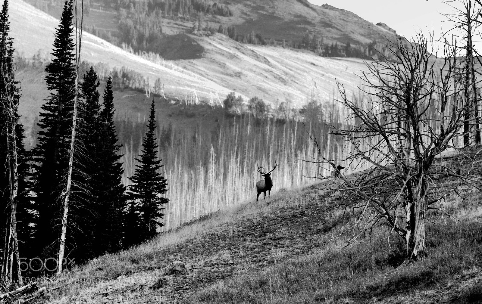 Canon EOS 70D sample photo. Elk on mountain photography