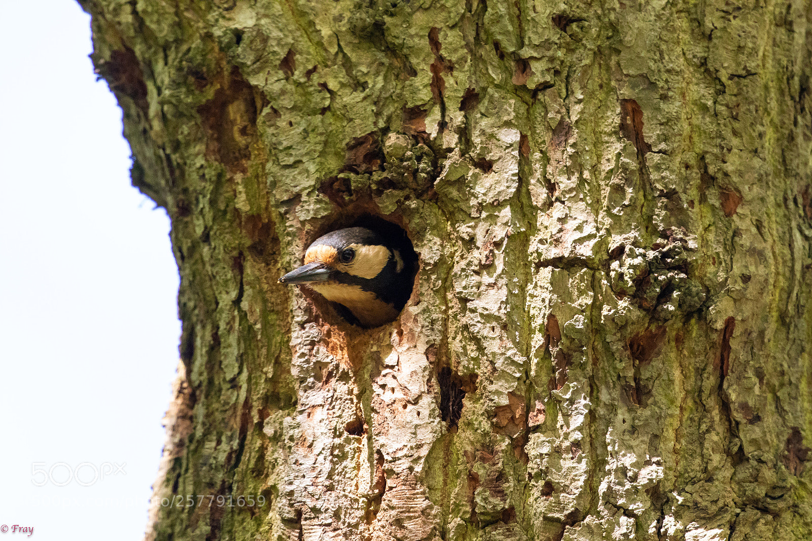 Canon EOS 7D Mark II sample photo. Woodpecker seeing what s photography