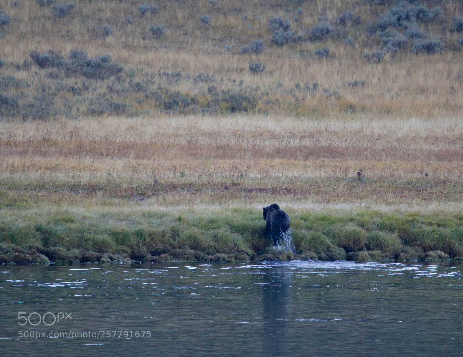 Canon EOS 70D sample photo. Grizzly climbs out of photography