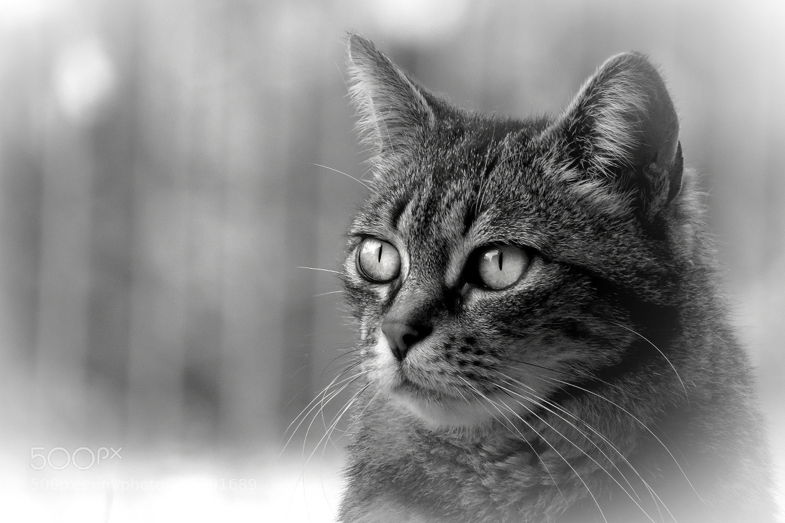 Canon PowerShot SX540 HS sample photo. Tigro #2 photography