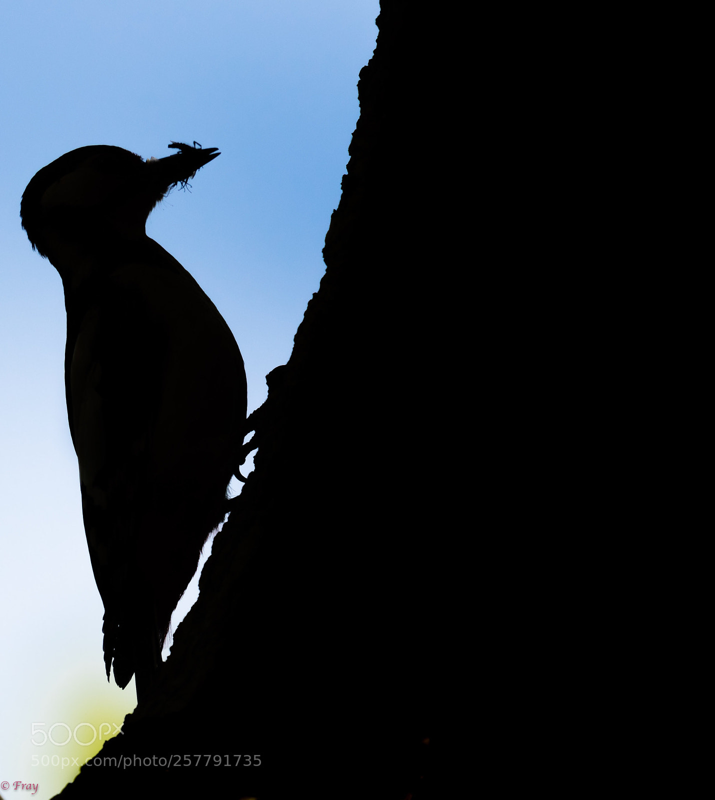 Canon EOS 7D Mark II sample photo. Woodpecker  photography