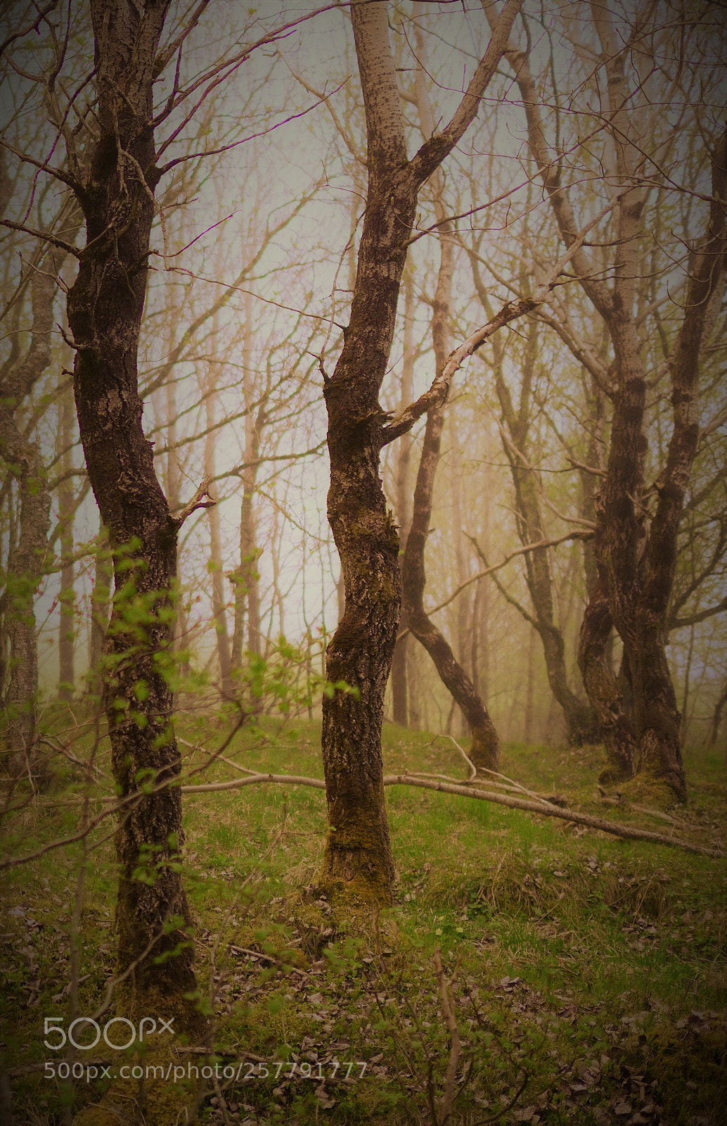 Nikon D800 sample photo. Reach photography